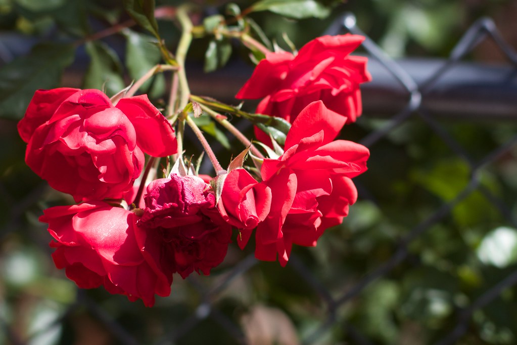 體重與身體成分的差異