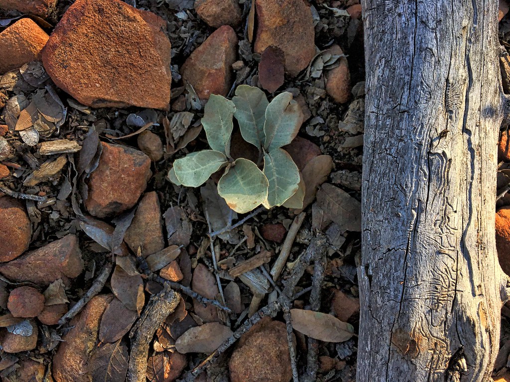 三大營養素的比例與質量